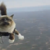 Si pisicile pot sari cu parasuta! | VIDEO